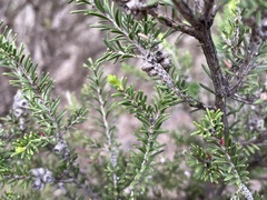 Melaleuca pustulata