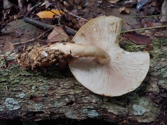 Macrocybe titans