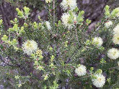 Melaleuca pustulata