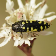 Acmaeodera solitaria