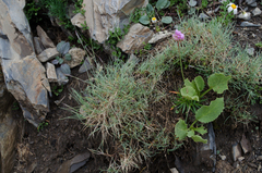 Festuca glacialis