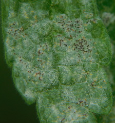 Neoerysiphe galeopsidis