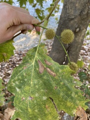 Platanus orientalis