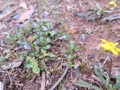 Viola sieberiana