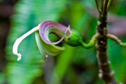 Clermontia fauriei