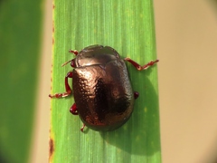 Chrysolina bankii
