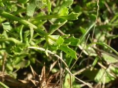 Baccharis pilularis pilularis