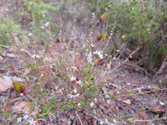 Leucopogon concurvus