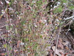 Leucopogon concurvus