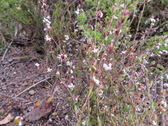 Leucopogon concurvus