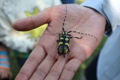 Anoplophora horsfieldii