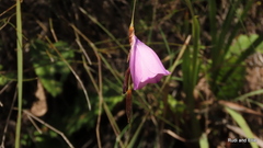 Dierama pulcherrimum