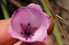 Dierama pulcherrimum