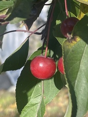 Prunus cerasus