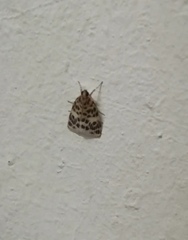Erpis macularis