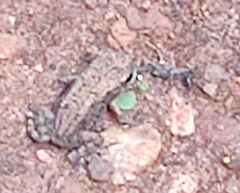 Duttaphrynus melanostictus