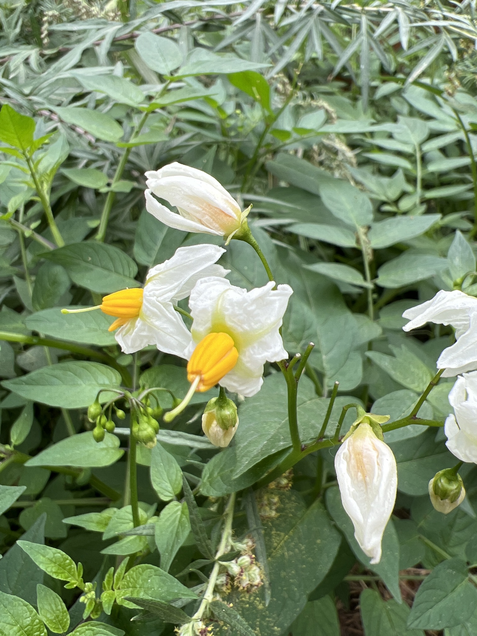 Chaco potato Solanum chacoense iNaturalist