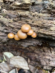 Galerina