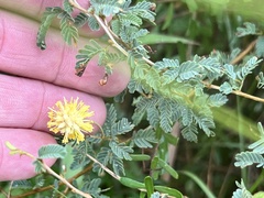Prosopis reptans