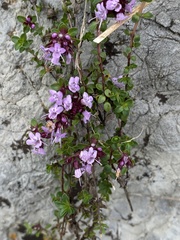 Thymus praecox