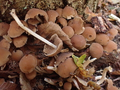 Psathyrella piluliformis