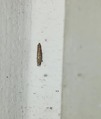 Lepidoptera