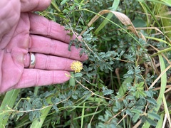 Prosopis reptans