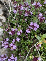 Thymus praecox