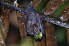 Artibeus jamaicensis