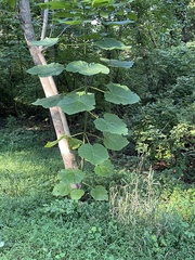 Paulownia