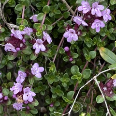 Thymus praecox