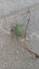 Chlorocoris rufopictus