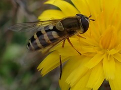 Syrphus