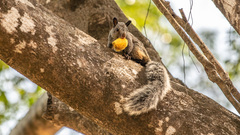 Sciurus stramineus