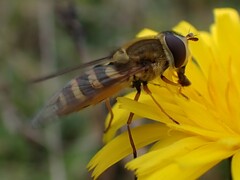 Syrphus