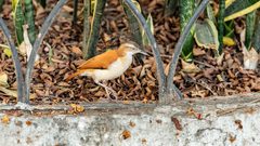 Furnarius leucopus