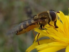 Syrphus