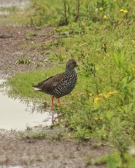 Pardirallus maculatus