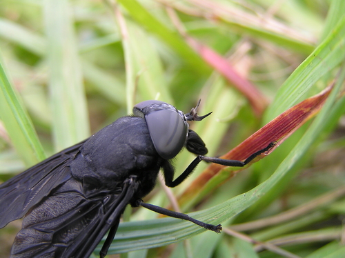 Tabanidae image
