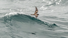 Procellariiformes