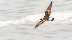 Larus belcheri