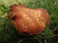 Suillus cavipes