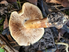 Tricholoma aurantium