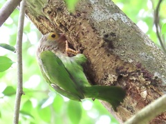 Psilopogon lineatus