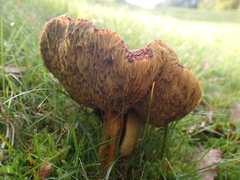 Suillus cavipes