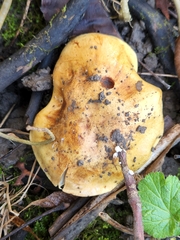 Tricholoma aurantium