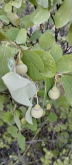 Styrax officinalis