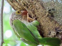 Psilopogon lineatus
