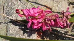 Indigofera monostachya