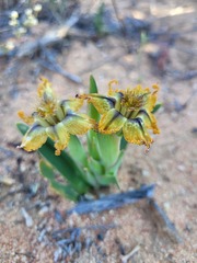 Ferraria